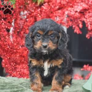 Marla, Cockapoo Puppy