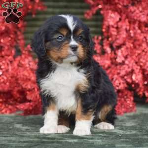 Frasier, Miniature Bernese Mountain Dog Puppy
