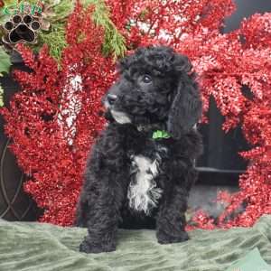 Bat Man, Miniature Poodle Puppy