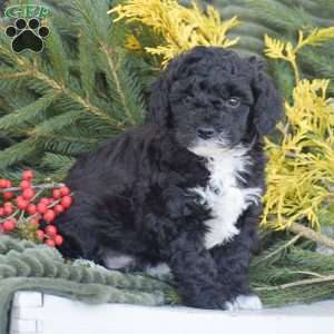 Nike, Miniature Poodle Puppy