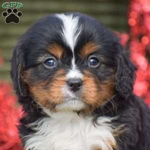 Frasier, Miniature Bernese Mountain Dog Puppy