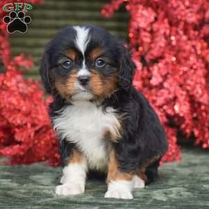 Frasier, Miniature Bernese Mountain Dog Puppy