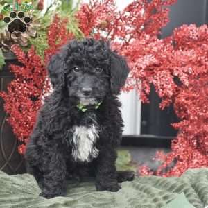 Bat Man, Miniature Poodle Puppy