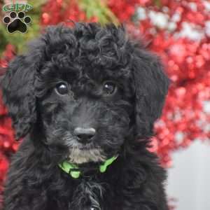 Bat Man, Miniature Poodle Puppy
