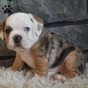 Bubba, Beabull Puppy