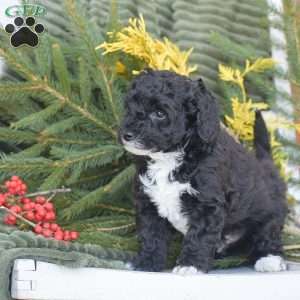 Nike, Miniature Poodle Puppy