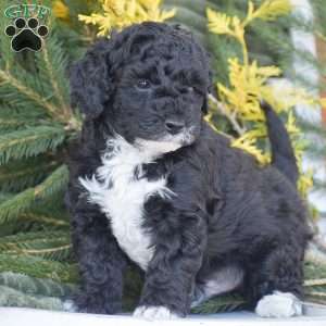Nike, Miniature Poodle Puppy