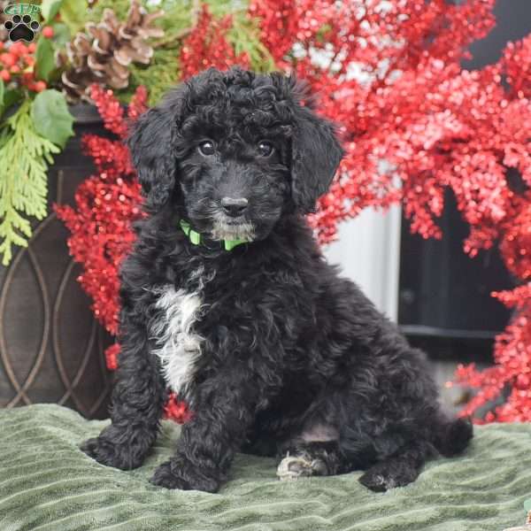 Bat Man, Miniature Poodle Puppy