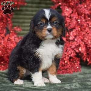 Frasier, Miniature Bernese Mountain Dog Puppy