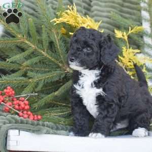 Nike, Miniature Poodle Puppy