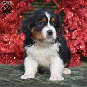 Faith, Miniature Bernese Mountain Dog Puppy