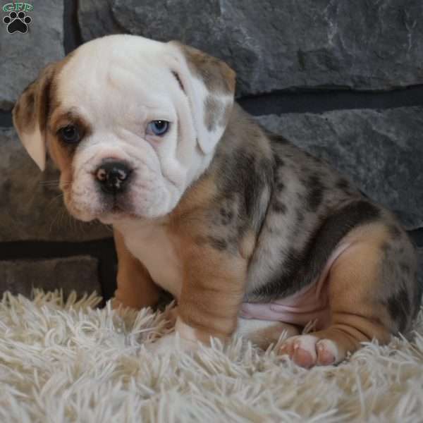 Bubba, Beabull Puppy