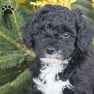 Nike, Miniature Poodle Puppy