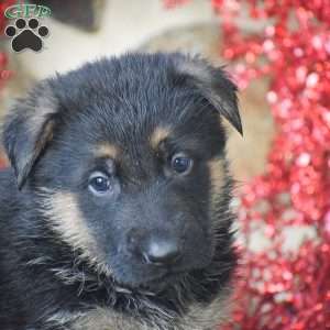 Timer, German Shepherd Puppy