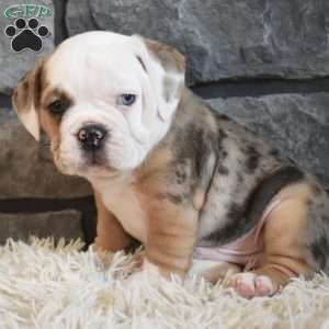 Bubba, Beabull Puppy