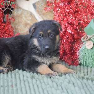 Timer, German Shepherd Puppy