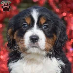 Faith, Miniature Bernese Mountain Dog Puppy