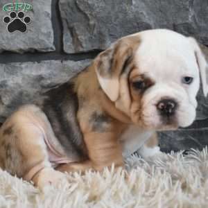 Bubba, Beabull Puppy