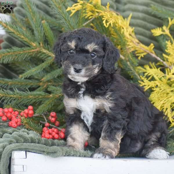 Natalie, Miniature Poodle Puppy