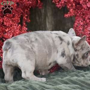 Napoleon, French Bulldog Puppy