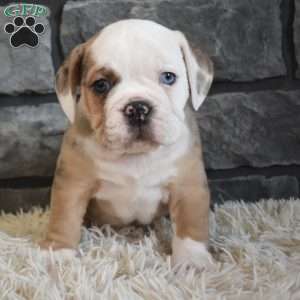 Bubba, Beabull Puppy