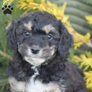 Natalie, Miniature Poodle Puppy