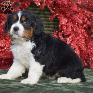 Faith, Miniature Bernese Mountain Dog Puppy