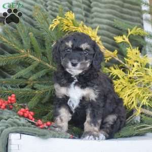 Natalie, Miniature Poodle Puppy