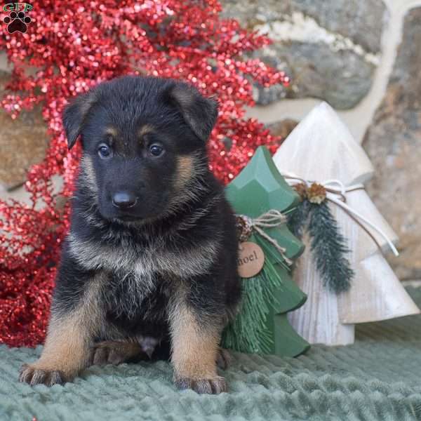 Timer, German Shepherd Puppy