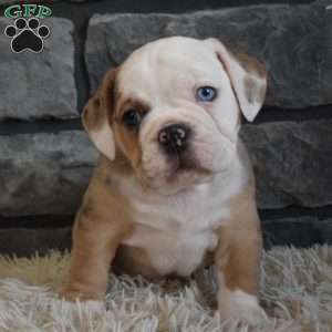 Bubba, Beabull Puppy