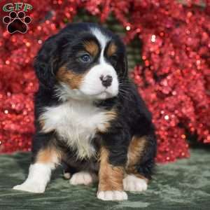 Francesca, Miniature Bernese Mountain Dog Puppy