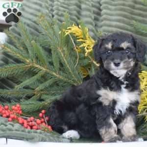 Natalie, Miniature Poodle Puppy