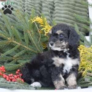 Natalie, Miniature Poodle Puppy