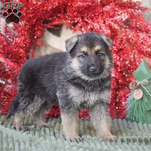 Bear, German Shepherd Puppy