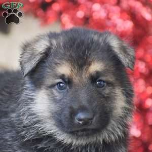 Bear, German Shepherd Puppy
