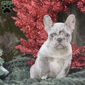 Napoleon, French Bulldog Puppy