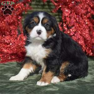 Francesca, Miniature Bernese Mountain Dog Puppy