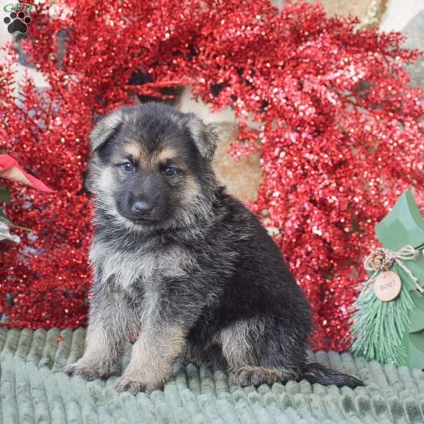 Bear, German Shepherd Puppy