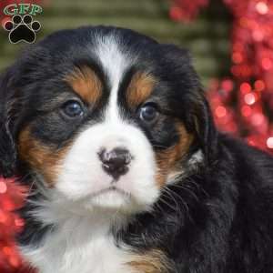 Francesca, Miniature Bernese Mountain Dog Puppy