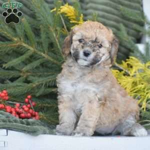 Nikki, Miniature Poodle Puppy