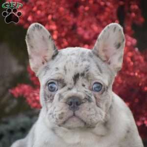 Napoleon, French Bulldog Puppy