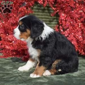 Francesca, Miniature Bernese Mountain Dog Puppy