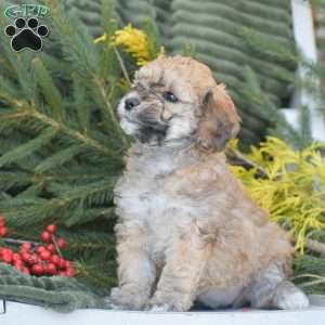 Nikki, Miniature Poodle Puppy