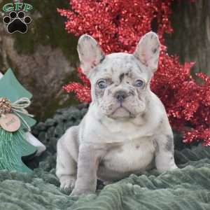 Napoleon, French Bulldog Puppy