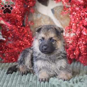 Scooby, German Shepherd Puppy
