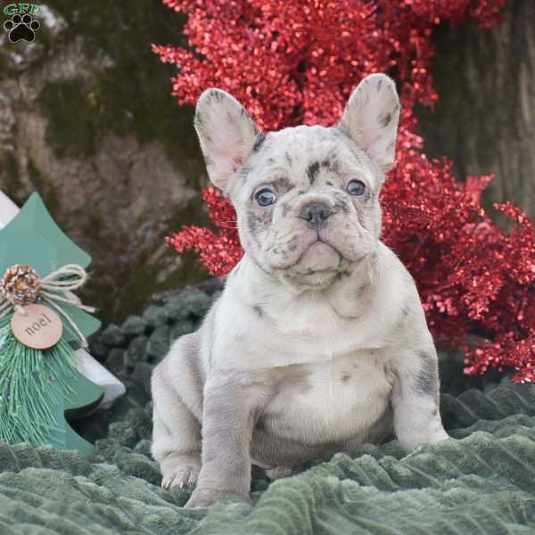 Napoleon, French Bulldog Puppy