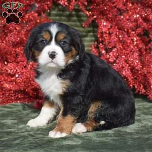Francesca, Miniature Bernese Mountain Dog Puppy
