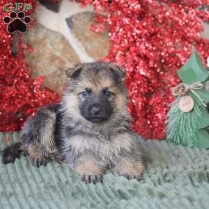 Scooby, German Shepherd Puppy