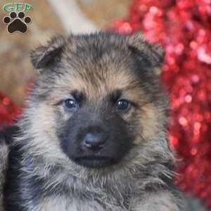 Scooby, German Shepherd Puppy
