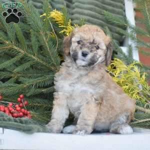 Nikki, Miniature Poodle Puppy